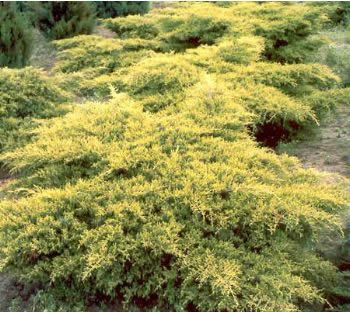 Juniperus X media Old Gold